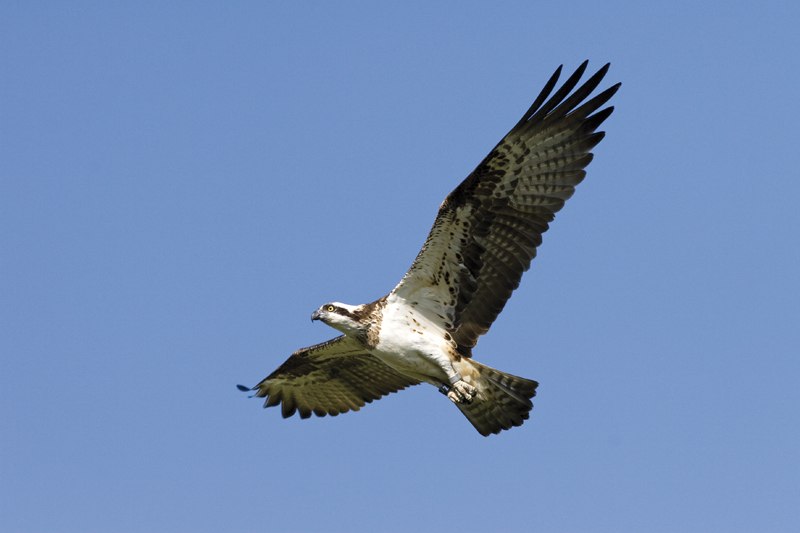 Adlersafari, &copy; Nationalpark-Service M&uuml;ritz