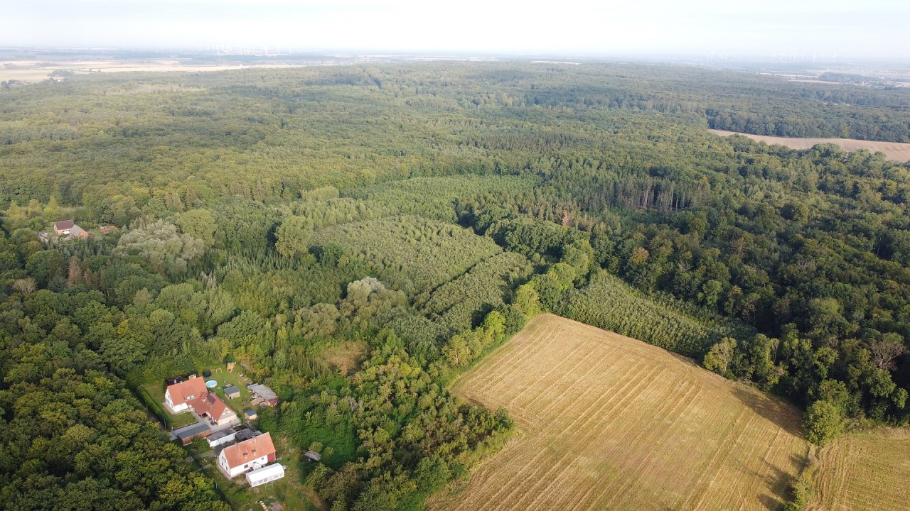 Klimawald Golchen // &copy; Landesforst MV