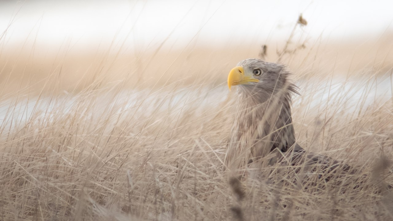 Adulter Seeadler auf R&uuml;gen, &copy; Vogeltouren MV