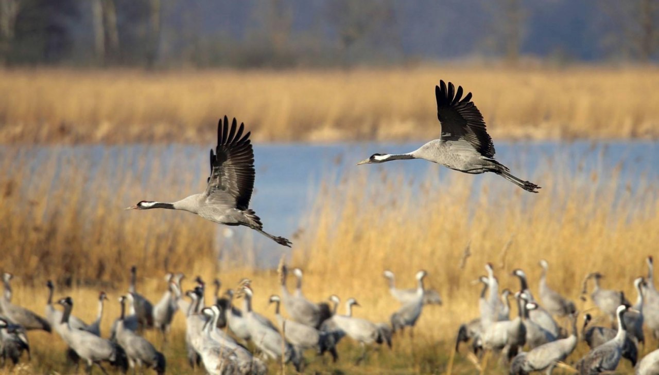 Boddentour mit der Reederei Zingst, © Südliche Boddenküste