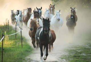 Ponyherde auf dem Pferdehof Zislow., © Pferdehof Zislow