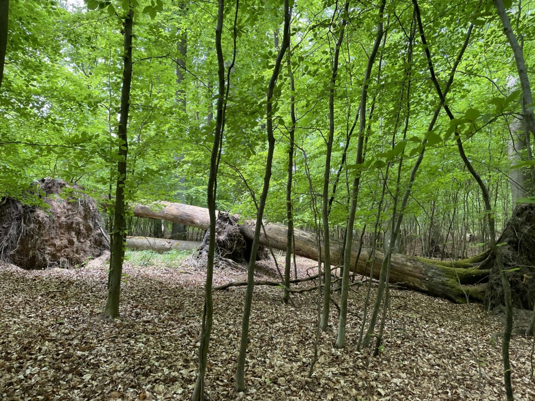 M&uuml;ritz-Nationalpark bei Gr&uuml;now, &copy; Britta Daedelow-Seydl