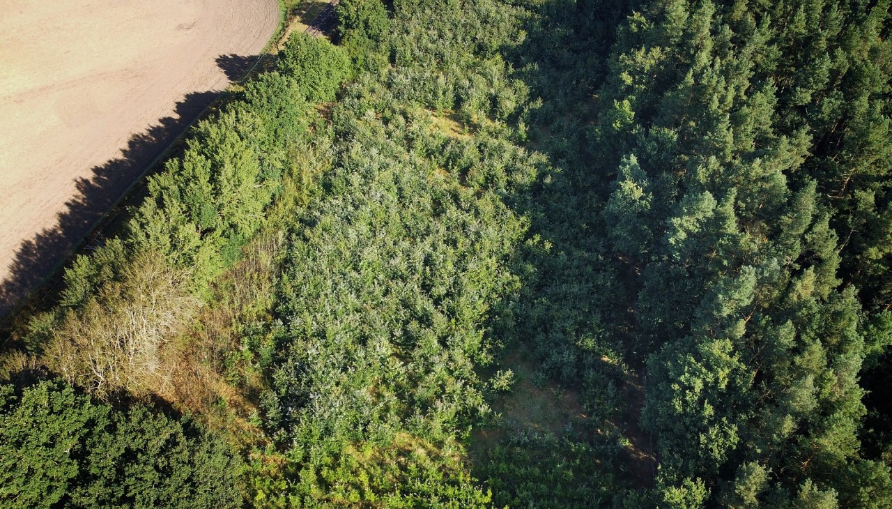 Klimawald Bad Kleinen, © Landesforst MV Klimawald Bad Kleinen, © Landesforst MV