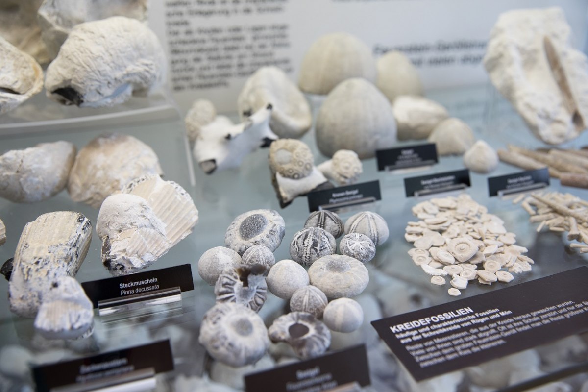 &copy; Anke Neumeister/Deutsches Meeresmuseum