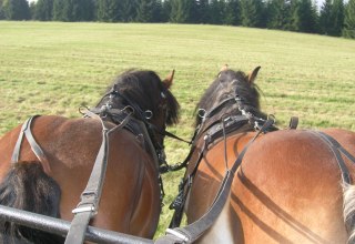 Kutsche, &copy; Mieke