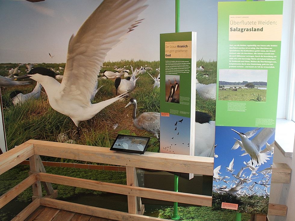 De tentoonstelling in Waase toont de flora en fauna van het Nationaal Park Vorpommersche Boddenlandschaft. // &copy; Stephan Macke