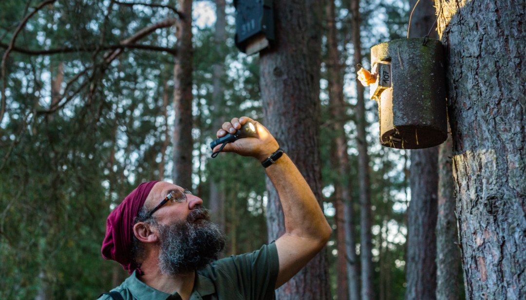 Flagermusvandring med udflugt til Nossentiner Schwinzer Heide // Naturinteresserede kan lære alt om flagermus og artsbeskyttelse på en guidet tur gennem naturparken Nossentiner/Schwinzer Heide – her i nærheden af Paschensee og Wooster Teerofen. // © MV-T/Kirchgessner Flagermusvandring med udflugt til Nossentiner Schwinzer Heide