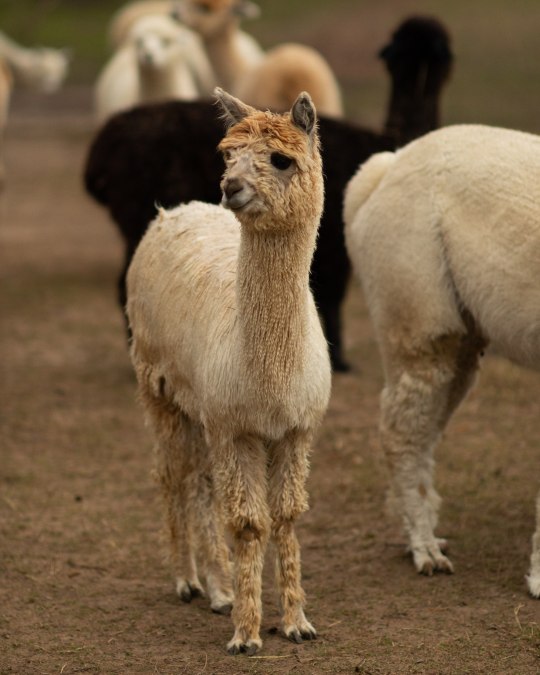 TMV/Sei-Gast-2026_Alpaka-Stallabend_Rubkow_C_Sven-Hasener_Gutes-aus-Vorpommern (3), © Sven Hasener / Gutes aus Vorpommern TMV/Sei-Gast-2026_Alpaka-Stallabend_Rubkow_C_Sven-Hasener_Gutes-aus-Vorpommern (3), © Sven Hasener / Gutes aus Vorpommern