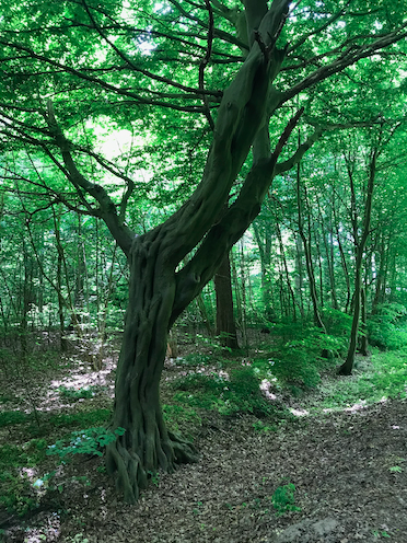 Hainbuche // &copy; K.Klokow