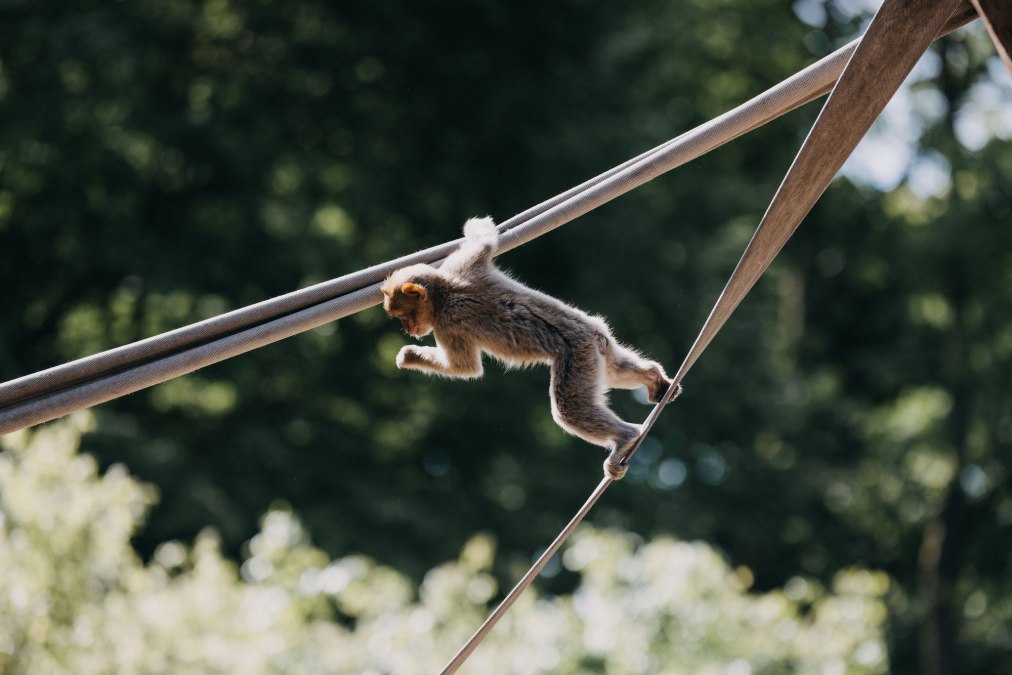 Tiergarten Neustrelitz, © Theresa Lange Tiergarten Neustrelitz, © Theresa Lange