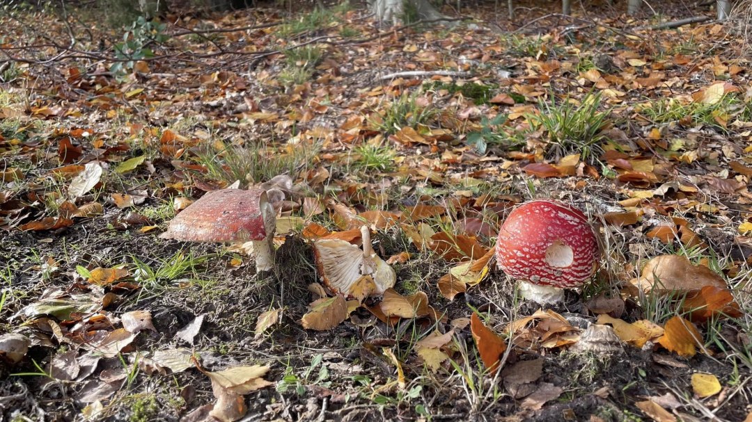 an den Apostelsteinen, &copy; TZ S&uuml;dliche Boddenk&uuml;ste