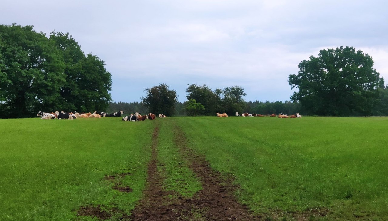 Weiderinder entspannen im Grün., © A. Rossnagel Weiderinder entspannen im Grün., © A. Rossnagel
