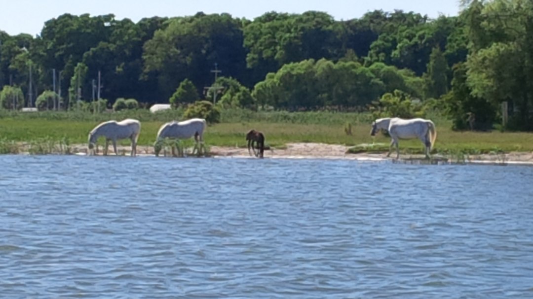 Romantische scène op de rivier de Peene. Een onvergetelijk moment tussen lucht, water en paardenDe rivier de Peene glinstert dromerig in het felle zonlicht, terwijl een lichte wind de zeilen van het jacht zachtjes laat wapperen. Het weer kon niet mooier zijn - elke zonnestraal kietelt de huid en maakt het hart inniger, terwijl een kudde paarden direct op de vlakke, groene oever graast. Hun manen glinsteren in het licht en zo nu en dan zwaait er eentje nieuwsgierig met zijn hoofd, zijn neusgaten naar het water gericht. Ze lijken bijna dichtbij genoeg om aan te raken - vanaf de jacht zou je denken dat je de zijdeachtige ruggen van de dieren met een uitgestrekte arm zou kunnen aanraken, en het weelderige groen van het gras vormt een prachtig contrast met het heldere blauw van de lucht en de kalme rivier. De paarden grazen vredig, dicht bij elkaar, sommige draven speels langs de oever. Hun zachte gesnuif en het zachte ruisen van de stengels vermengt zich met het kabbelen van de golven - een symfonie van de natuur die dit moment onvergetelijk maakt.Er hangt een vleugje romantiek over het landschap: de band tussen de dieren, hun vrijheid tussen de lucht en het water, het gevoel deel uit te maken van deze schoonheid. Het is een van die zeldzame momenten waarop de tijd lijkt stil te staan en de wereld gewoonweg perfect is., © byc Romantische scène op de rivier de Peene. Een onvergetelijk moment tussen lucht, water en paardenDe rivier de Peene glinstert dromerig in het felle zonlicht, terwijl een lichte wind de zeilen van het jacht zachtjes laat wapperen. Het weer kon niet mooier zijn - elke zonnestraal kietelt de huid en maakt het hart inniger, terwijl een kudde paarden direct op de vlakke, groene oever graast. Hun manen glinsteren in het licht en zo nu en dan zwaait er eentje nieuwsgierig met zijn hoofd, zijn neusgaten naar het water gericht. Ze lijken bijna dichtbij genoeg om aan te raken - vanaf de jacht zou je denken dat je de zijdeachtige ruggen van de dieren met een uitgestrekte arm zou kunnen aanraken, en het weelderige groen van het gras vormt een prachtig contrast met het heldere blauw van de lucht en de kalme rivier. De paarden grazen vredig, dicht bij elkaar, sommige draven speels langs de oever. Hun zachte gesnuif en het zachte ruisen van de stengels vermengt zich met het kabbelen van de golven - een symfonie van de natuur die dit moment onvergetelijk maakt.Er hangt een vleugje romantiek over het landschap: de band tussen de dieren, hun vrijheid tussen de lucht en het water, het gevoel deel uit te maken van deze schoonheid. Het is een van die zeldzame momenten waarop de tijd lijkt stil te staan en de wereld gewoonweg perfect is., © byc