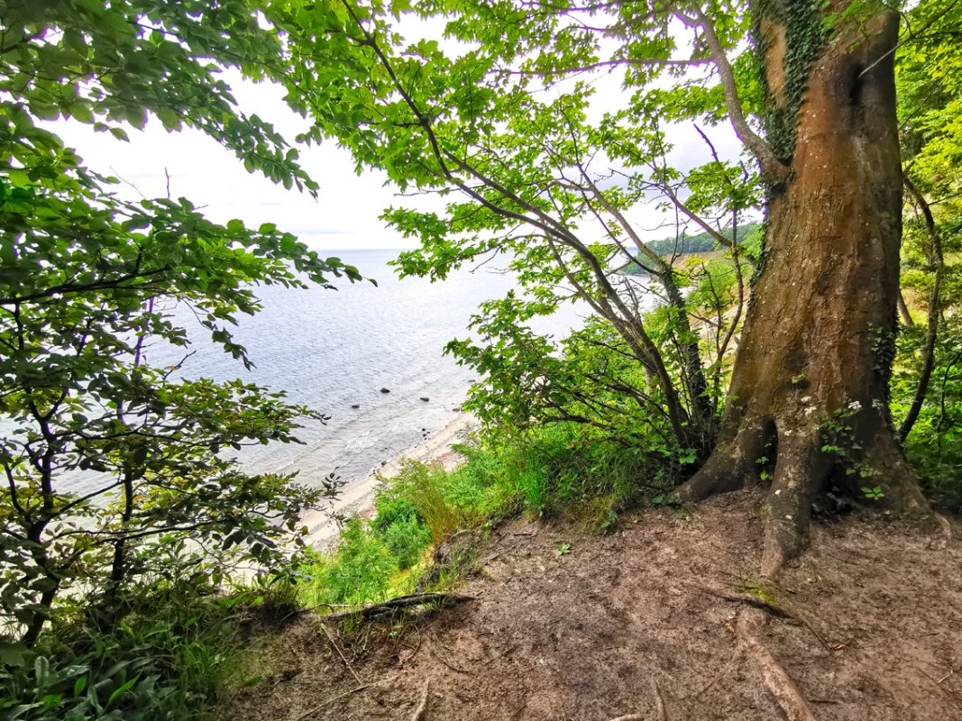Rangerf&uuml;hrung im Biosph&auml;renreservat S&uuml;dost-R&uuml;gen - G&ouml;hrener Nordperd // &copy; Biosph&auml;renreservat S&uuml;dost-R&uuml;gen