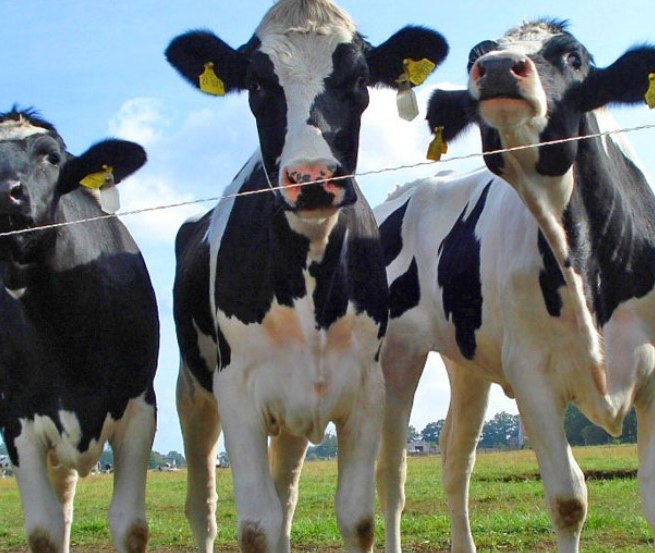 Die 1.000 flei&szlig;igen Milchk&uuml;he produzieren bis zu zehn Millionen Kg Milch pro Jahr, &copy; AGP L&uuml;besse