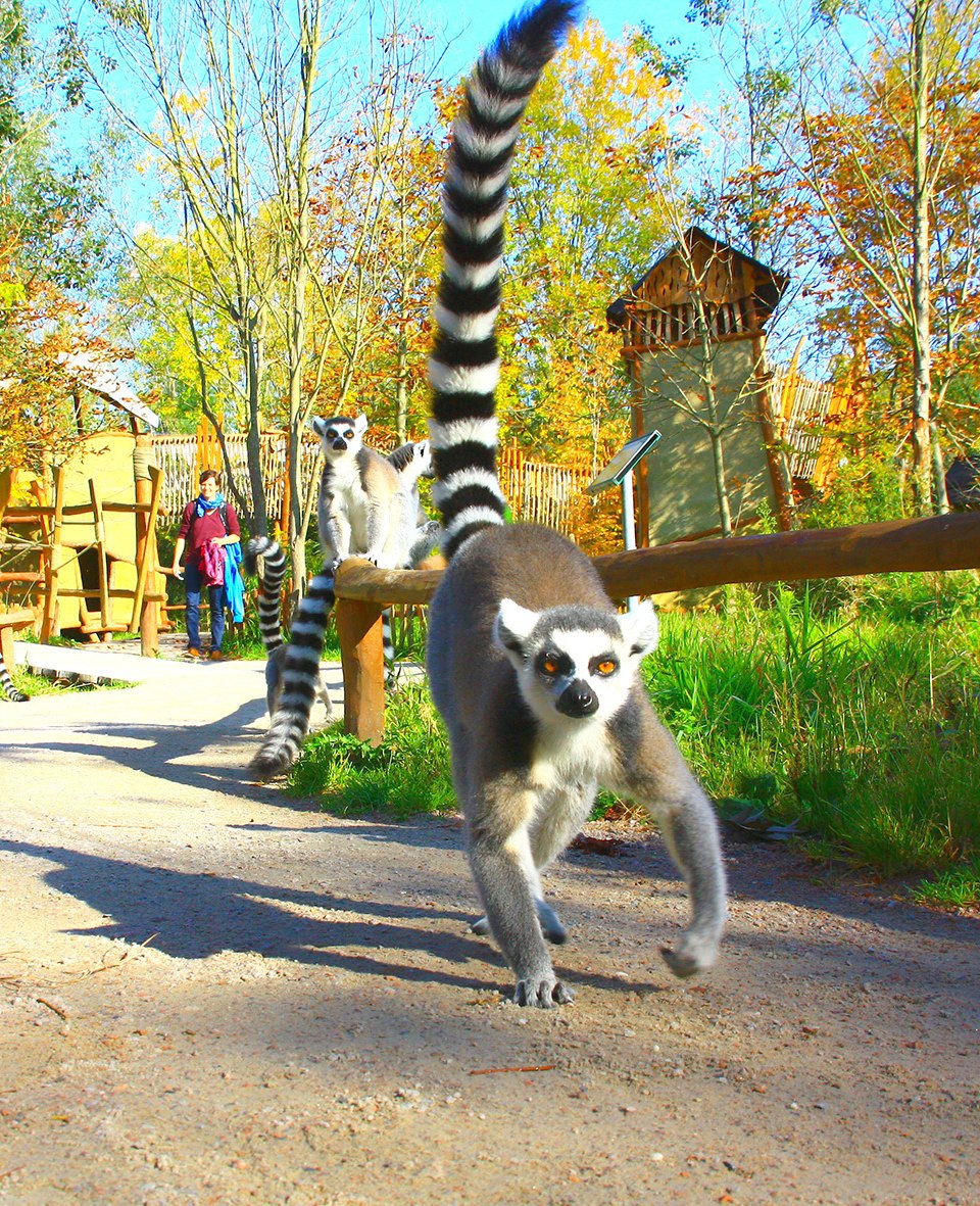 In Marlow Bird Park lopen de maki's van het Madagaskar-verblijf vrij rond. // Het Madagaskar lemurenverblijf in Marlow Bird Park. // © Vogelpark Marlow In Marlow Bird Park lopen de maki's van het Madagaskar-verblijf vrij rond.
