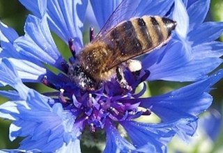 Unsere fleißigen Mitarbeiterinnen, © N.Triphahn Unsere fleißigen Mitarbeiterinnen, © N.Triphahn