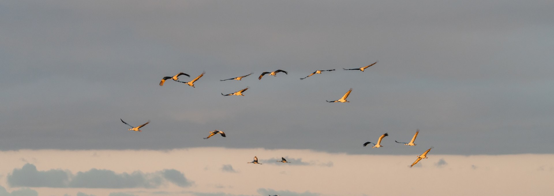 Kraniche fliegen bei Sonnenaufgang &uuml;ber einen See im Nationalpark Vorpommersche Boddenlandschaft, w&auml;hrend weitere Kraniche im Wasser stehen.