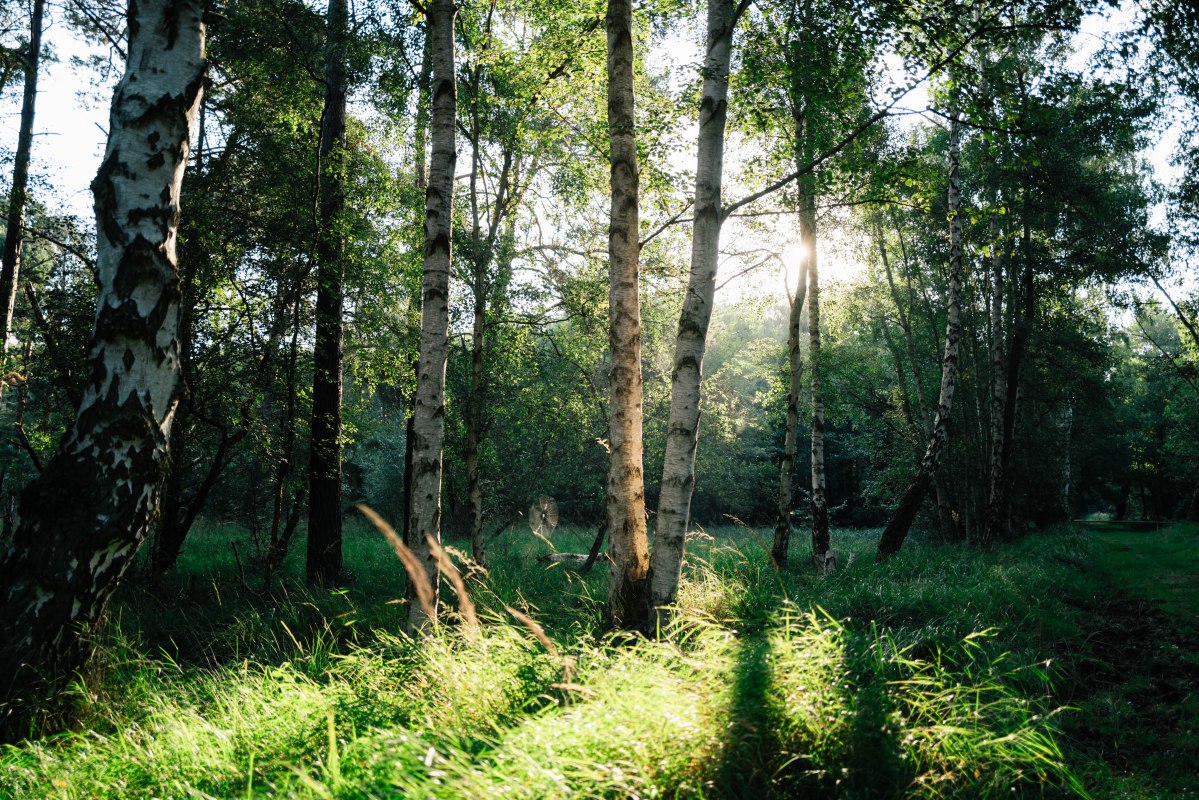 &copy; Bernsteinstadt Ribnitz-Damgarten