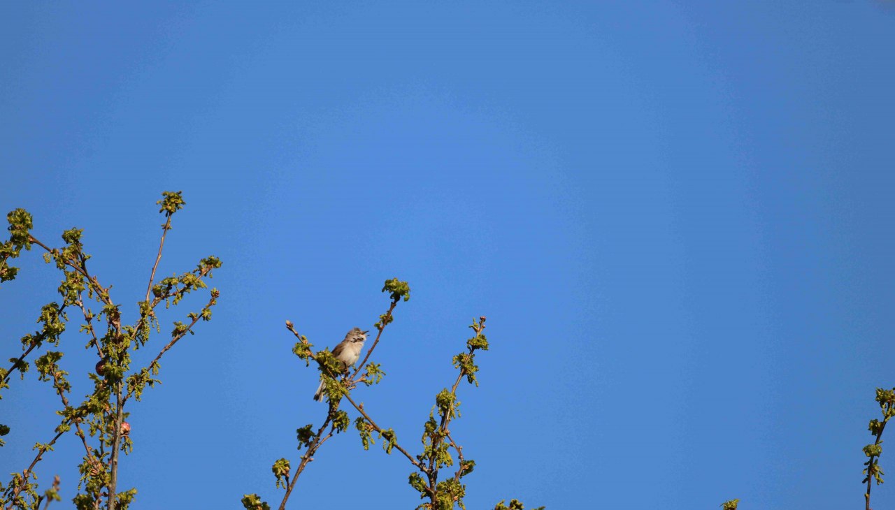 Het is lente en daarmee ook vogelgezang. Nu in de lente zijn onze zangvogels met een bijzondere intensiteit te horen, of ze nu een vrouwtje het hof maken of een territoriale claim consolideren.
Het onthouden van alle melodieën en ze dan toewijzen aan de juiste zanger is een uitdaging voor sommige natuurliefhebbers. De verschillende habitats waarin de soorten leven geven informatie over hun levenswijze. Om je vertrouwd te maken met de vogelgeluiden nodigt de vereniging Natuurpark Mecklenburgische Schweiz en Kummerow-meer je uit voor een vogelgeluidenwandeling. Deze wordt geleid door ornitholoog Peter Boje uit Teterow.
Het trefpunt is in Teterow op de parkeerplaats van restaurant "Hohes Holz". Vanaf hier is de wandeling ongeveer 3 kilometer. Een verrekijker is een must., © Gudrun Marin-Ziegler Het is lente en daarmee ook vogelgezang. Nu in de lente zijn onze zangvogels met een bijzondere intensiteit te horen, of ze nu een vrouwtje het hof maken of een territoriale claim consolideren.
Het onthouden van alle melodieën en ze dan toewijzen aan de juiste zanger is een uitdaging voor sommige natuurliefhebbers. De verschillende habitats waarin de soorten leven geven informatie over hun levenswijze. Om je vertrouwd te maken met de vogelgeluiden nodigt de vereniging Natuurpark Mecklenburgische Schweiz en Kummerow-meer je uit voor een vogelgeluidenwandeling. Deze wordt geleid door ornitholoog Peter Boje uit Teterow.
Het trefpunt is in Teterow op de parkeerplaats van restaurant "Hohes Holz". Vanaf hier is de wandeling ongeveer 3 kilometer. Een verrekijker is een must., © Gudrun Marin-Ziegler