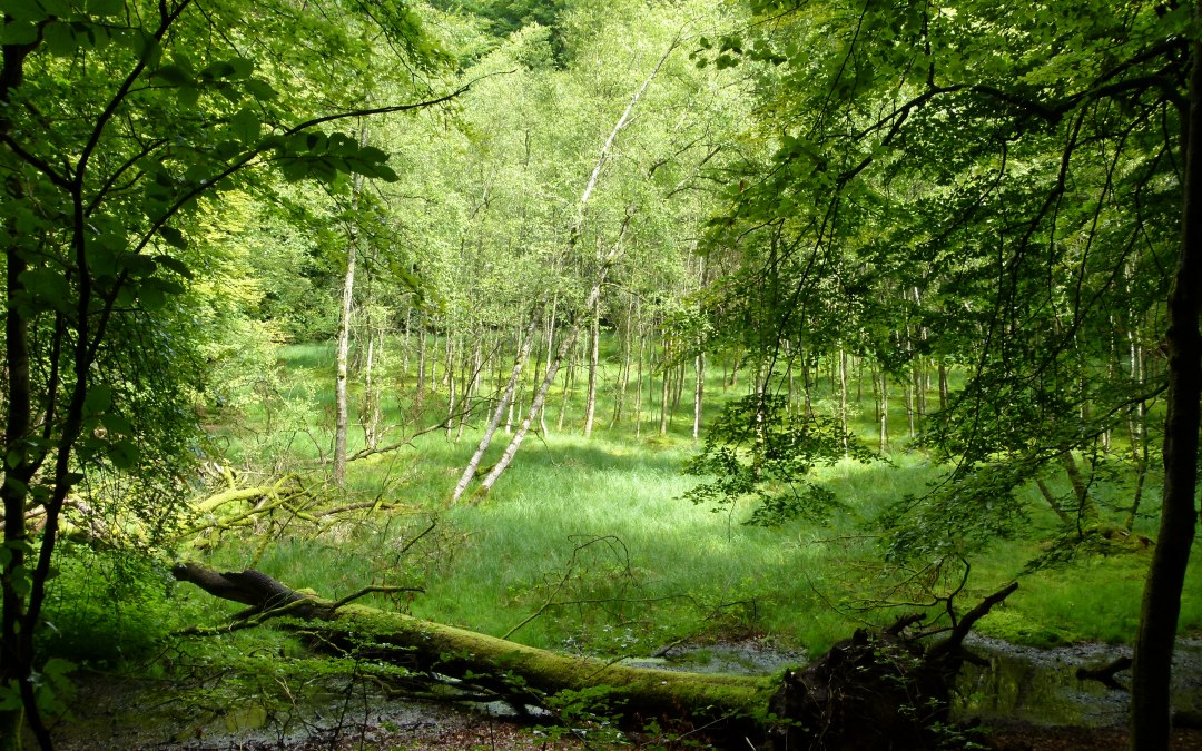 Serrahner Buchenwälder, © Stadt Neustrelitz
