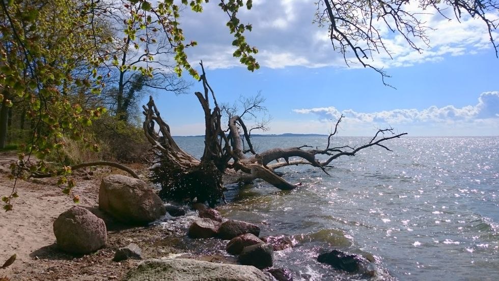 Station 10: Besinnung an den Wasser-Eichen, &copy; TMV/UB