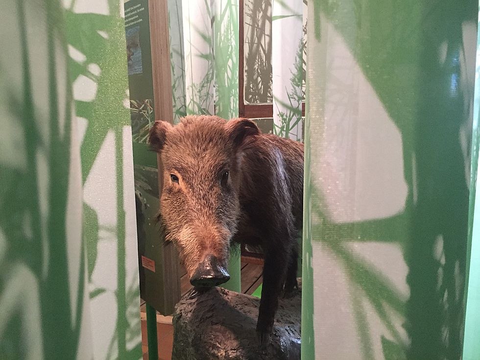 Die Ausstellung gibt Einblicke in die heimische Tierwelt // © Katrin Bärwald Die Ausstellung gibt Einblicke in die heimische Tierwelt // © Katrin Bärwald