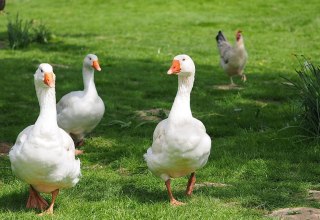 Auf dem Hof leben neben G&auml;nsen auch noch K&uuml;he, H&uuml;hner, Kaninchen und Katzen. // &copy; Ferienhof Hafflandsichten