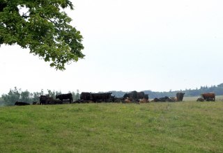 Weidelandschaft in Klepelshagen // © Sabrina Wittkopf-Schade Weidelandschaft in Klepelshagen // © Sabrina Wittkopf-Schade