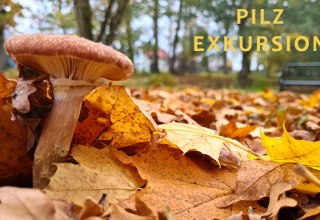 Pilz-Exkursion // © Informationsamt Breege-Juliusruh Pilz-Exkursion // © Informationsamt Breege-Juliusruh