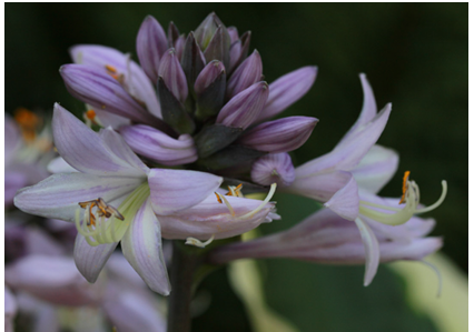 Hosta Petra Rasel // © Petra Rasel Hosta Petra Rasel // © Petra Rasel