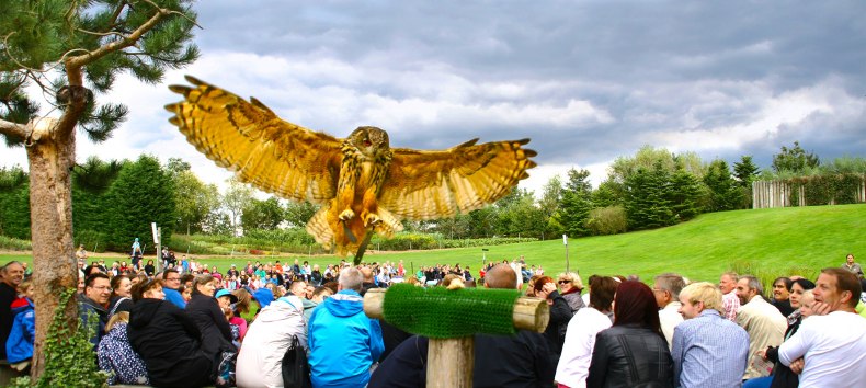 Uhu in der Flugshow // &copy; @ Vogelpark Marlow