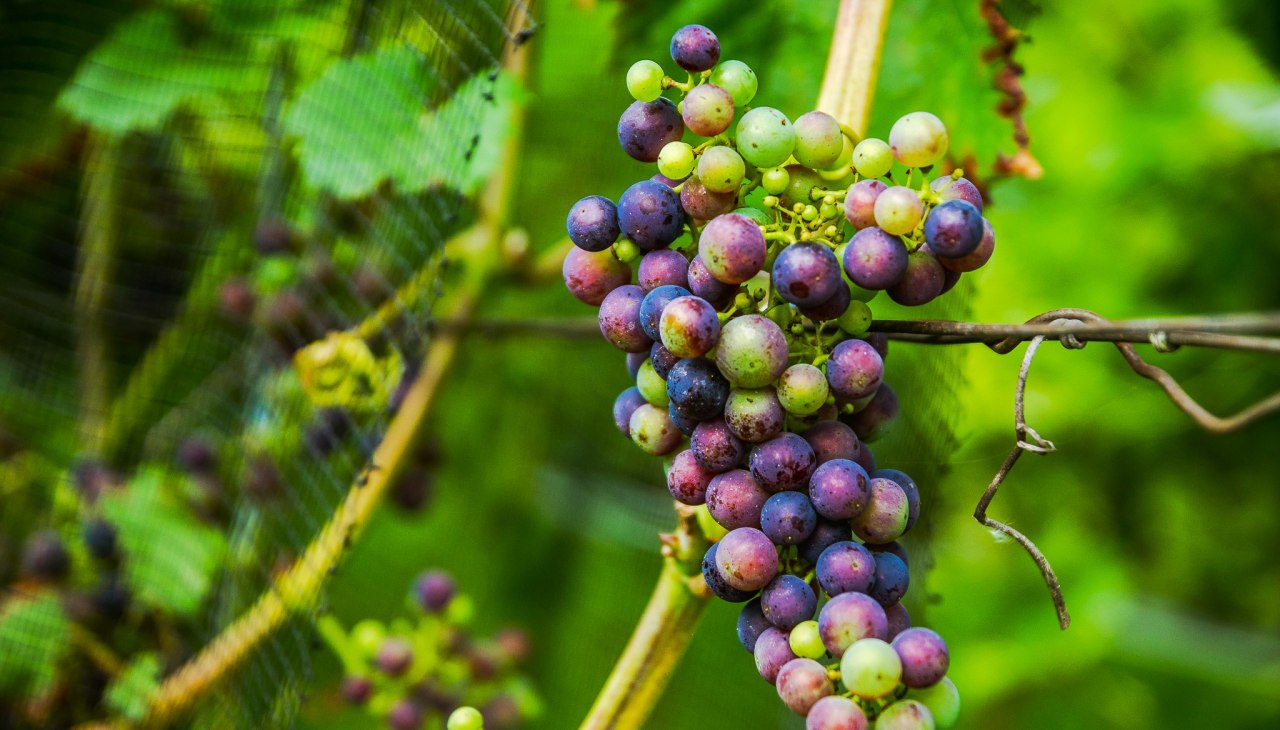Weingut Schloss Rattey, © Weingut Schloss Rattey | Inselmühle Usedom GmbH Weingut Schloss Rattey, © Weingut Schloss Rattey | Inselmühle Usedom GmbH
