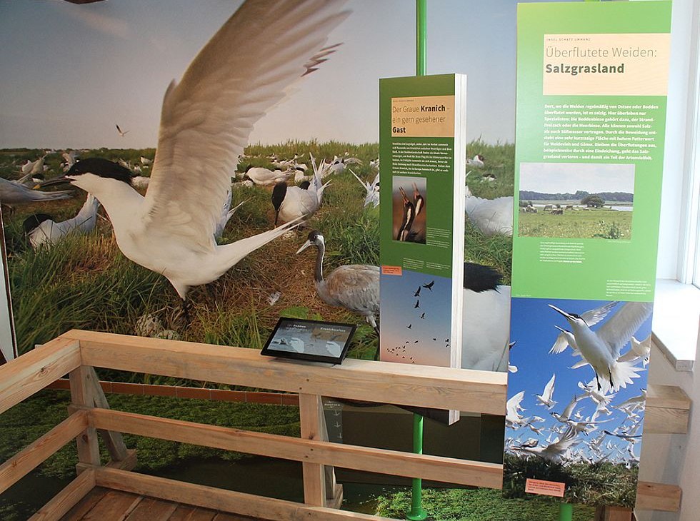 Die Ausstellung in Waase zeigt Flora und Fauna des Nationalparks Vorpommersche Boddenlandschaft, © Stephan Macke Die Ausstellung in Waase zeigt Flora und Fauna des Nationalparks Vorpommersche Boddenlandschaft, © Stephan Macke