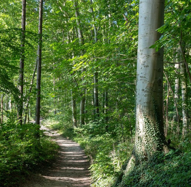 &copy; Kurverwaltung Goehren / Martin Stoever