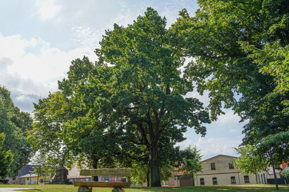 Friedenseiche, © Bernsteinstadt Ribnitz-Damgarten Friedenseiche, © Bernsteinstadt Ribnitz-Damgarten