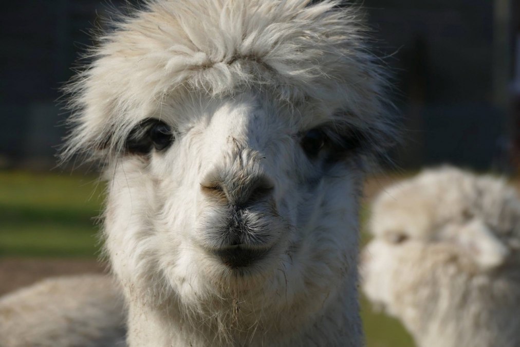 Heb je ooit een alpaca gekust? Je kunt het bij ons uitproberen!, © Fleesensee Alpakas Heb je ooit een alpaca gekust? Je kunt het bij ons uitproberen!, © Fleesensee Alpakas