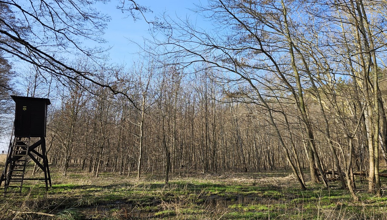 Seit 2009 wachsen die B&auml;ume im Klimawald Damerow (Insel Usedom), &copy; Landesforst MV