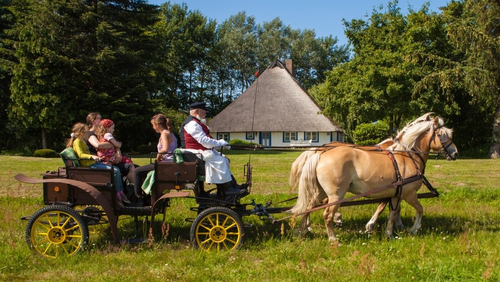 Mit den Haflingern zu den schönsten Plätzen Ummanz´ // © MV-T/Raff Mit den Haflingern zu den schönsten Plätzen Ummanz´ // © MV-T/Raff