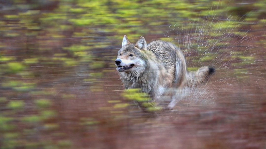 Geister des nächtlichen Waldes Geister des nächtlichen Waldes