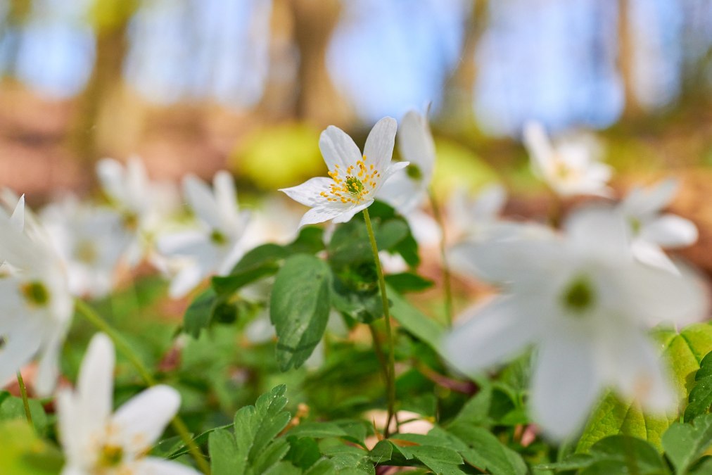 20230508-Granitz-39-Foto-Burwitz-Pocha, &copy; KV Sellin