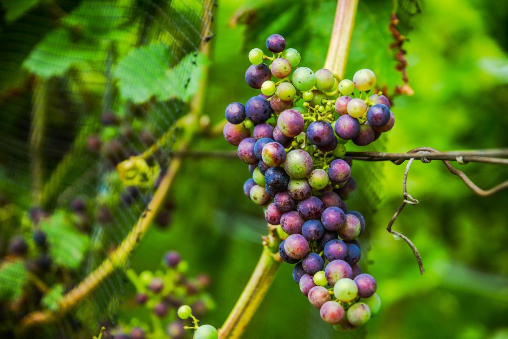 Weingut Schloss Rattey, © Weingut Schloss Rattey | Inselmühle Usedom GmbH