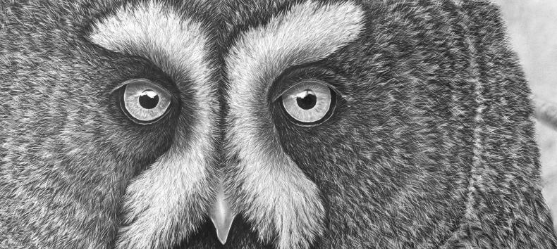 Bleistiftzeichnung von Ralf Wilhelm Schmidt // © Ralf Wilhelm Schmidt/Müritzeum Bleistiftzeichnung von Ralf Wilhelm Schmidt // © Ralf Wilhelm Schmidt/Müritzeum