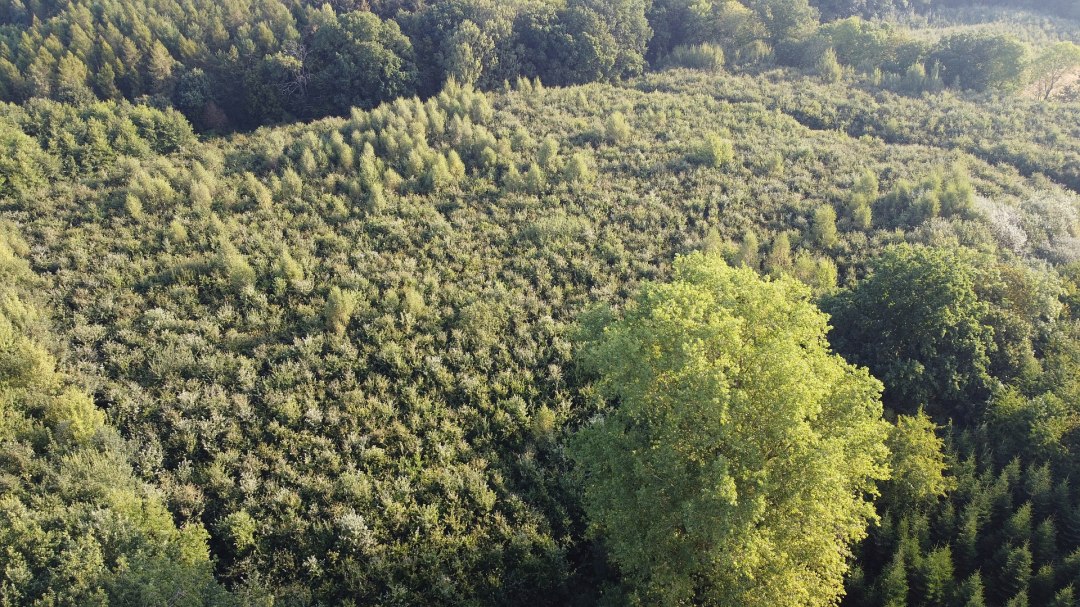 Klimawald Golchen, &copy; Landesforst MV