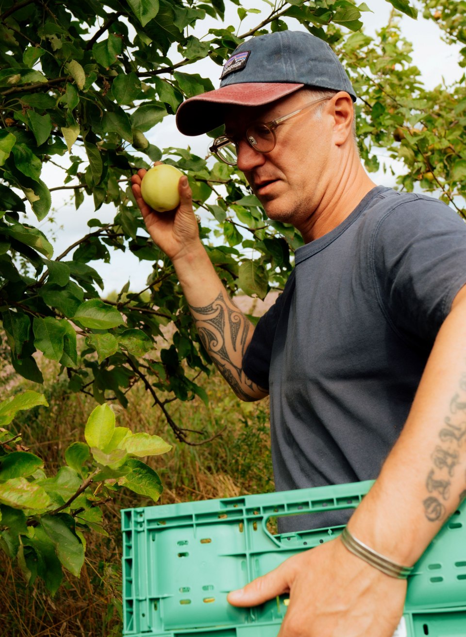 Ein Mann pflückt einen Apfel von einem Baum auf Gut Üselitz auf Rügen und trägt eine grüne Erntekiste. // Auf Gut Üselitz auf Rügen wandert Apfel für Apfel in die Kiste – direkt vom Baum, frisch und klar. // © MV-T/Petermann Ein Mann pflückt einen Apfel von einem Baum auf Gut Üselitz auf Rügen und trägt eine grüne Erntekiste.