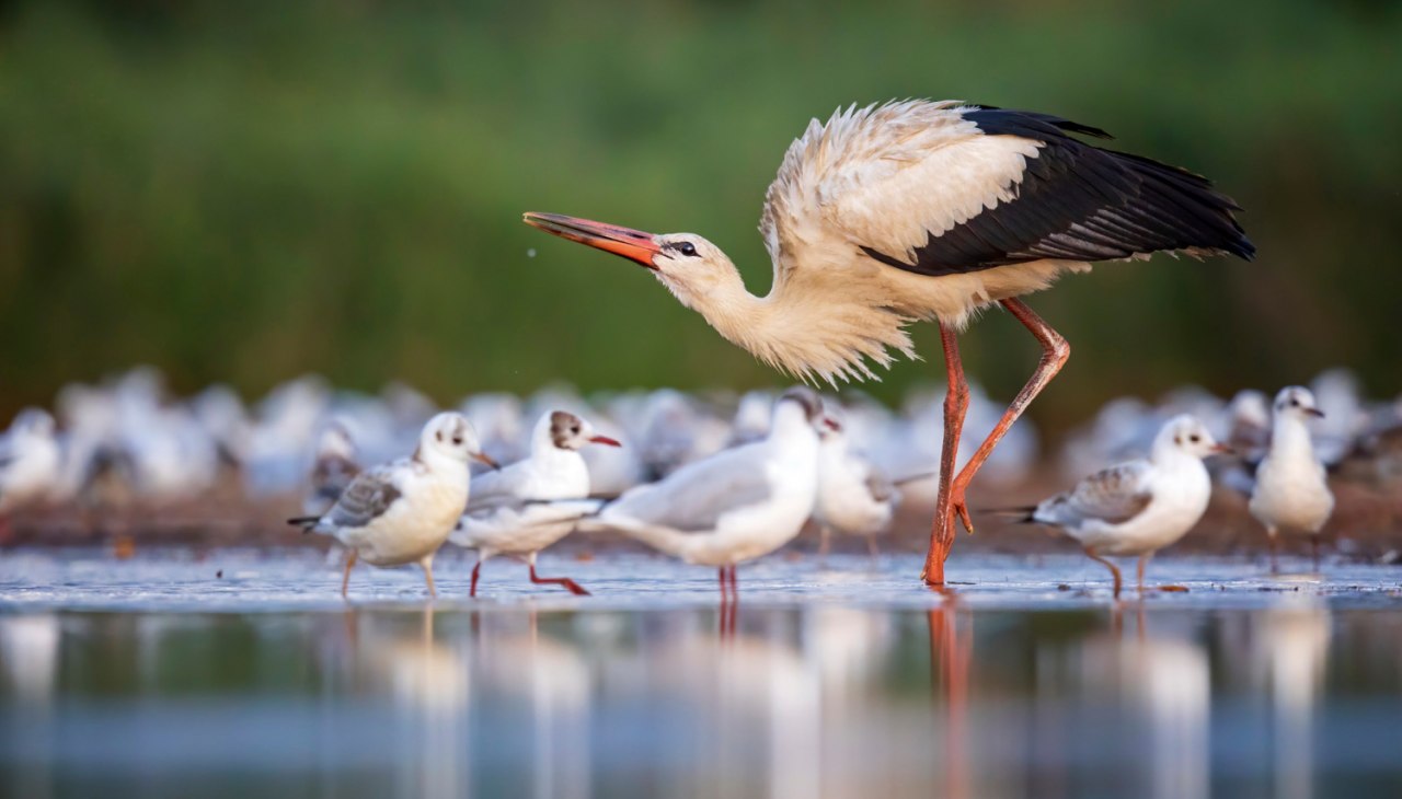 Ooievaar en meeuwen, © Thomas Hinsche Ooievaar en meeuwen, © Thomas Hinsche