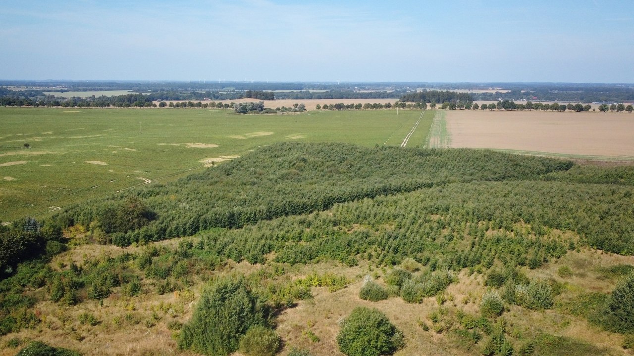 Klimawald Haren Steinfeld // © Landesforst MV Klimawald Haren Steinfeld // © Landesforst MV