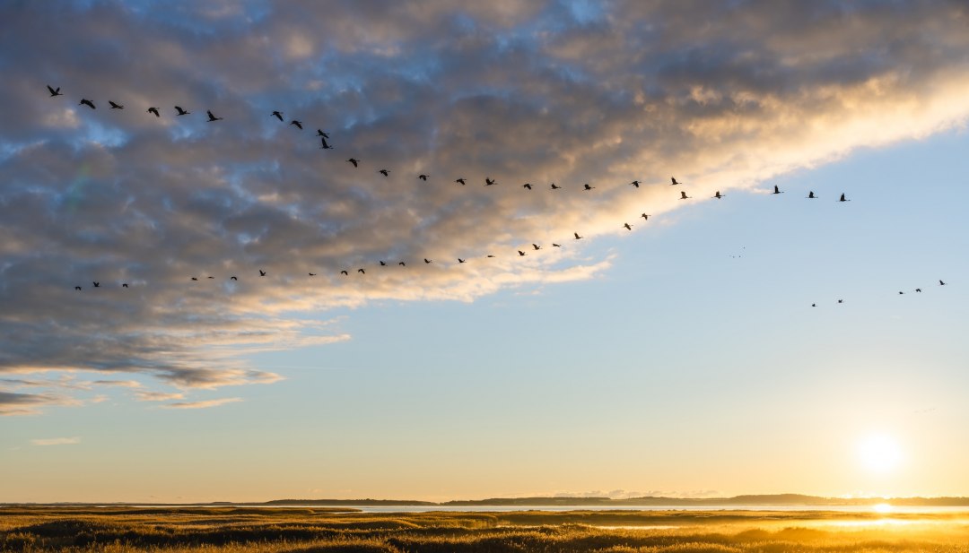 Kraniche im Formationsflug: Ein atemberaubender Morgen über der Boddenlandschaft., © TMV/Gross Eine Formation von Kranichen fliegt bei Sonnenaufgang über die Landschaft im Nationalpark Vorpommersche Boddenlandschaft.