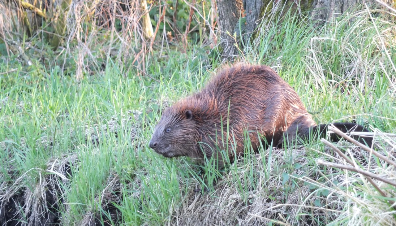 Biber an der Recknitz, © Martin Hagemann