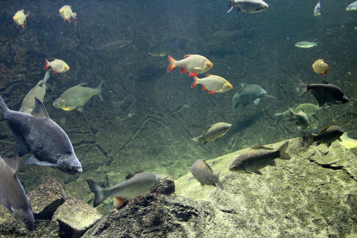Aquarienlandschaft // © Biosphaerium Elbtalaue Aquarienlandschaft // © Biosphaerium Elbtalaue